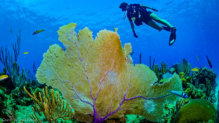 Tauchen an den Similan Islands vor Khao Lak